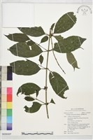 藏品(臺灣雞屎樹)的圖片