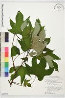 藏品(千年桐)的圖片