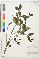 藏品(台灣楊桐)的圖片