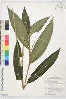 藏品(山月桃)的圖片