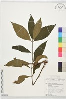 藏品(草珊瑚、紅果金粟蘭)的圖片