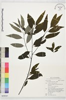 藏品(山胡椒)的圖片