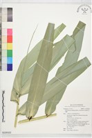 藏品(棕葉蘆)的圖片