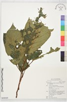 藏品(大冇樹、黃果豬母乳)的圖片