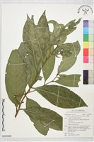 藏品(山豬肝)的圖片