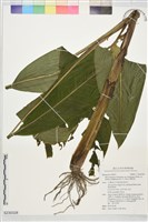 藏品(台灣芭蕉)的圖片