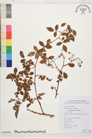 藏品(小金櫻、太魯閣薔薇)的圖片