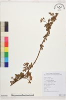 藏品(太魯閣薔薇、能高薔薇)的圖片