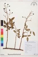 藏品(小金櫻、太魯閣薔薇)的圖片