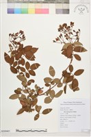 藏品(小金櫻、太魯閣薔薇)的圖片