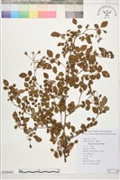 藏品(小金櫻、太魯閣薔薇)的圖片