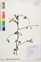 藏品(太魯閣薔薇、能高薔薇)的圖片