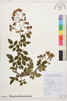 藏品(太魯閣薔薇、能高薔薇)的圖片