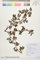 藏品(高山薔薇)的圖片