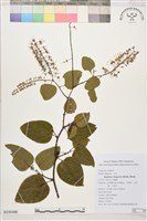 藏品(菊花木)的圖片