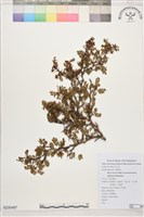 藏品(玉山野薔薇)的圖片