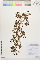 藏品(高山薔薇)的圖片