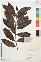 藏品(雞屎樹)的圖片