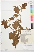 藏品(羊不食、毛茄)的圖片