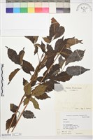 藏品(黃荊)的圖片