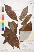 藏品(山黃梔)的圖片