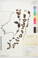 藏品(拎壁龍)的圖片