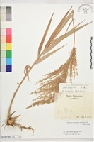 藏品(臺灣蘆竹)的圖片