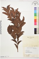 藏品(鼠刺)的圖片