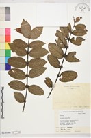 藏品(圓葉雞屎樹、斜基粗葉木)的圖片