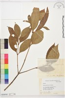 藏品(狗骨柴)的圖片