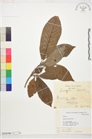 藏品(山黃梔)的圖片