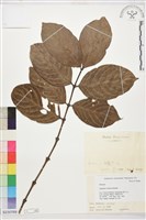 藏品(白果雞屎樹)的圖片