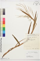 藏品(大黍)的圖片