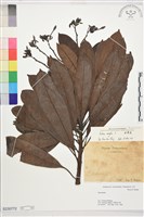 藏品(海檬果)的圖片