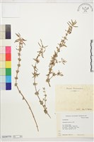 藏品(蓮子草)的圖片