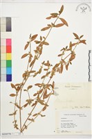 藏品(蓮子草)的圖片