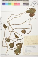 藏品(落葵)的圖片