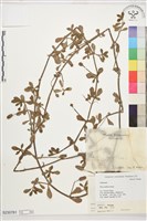 藏品(鴨舌黃)的圖片