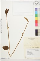 藏品(杜虹花)的圖片