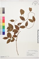 藏品(忍冬、金銀花)的圖片