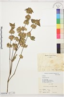 藏品(華九頭獅子草)的圖片