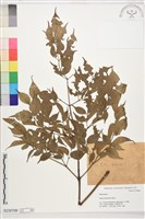 藏品(南天竹、天竹、蘭天竹)的圖片