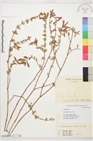 藏品(蓮子草)的圖片