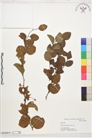 藏品(馬甲子)的圖片