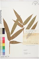 藏品(長枝竹、長枝仔竹、桶仔竹)的圖片