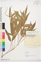 藏品(桂竹)的圖片