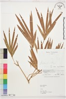 藏品(蓬萊竹、孝順竹、觀音竹)的圖片