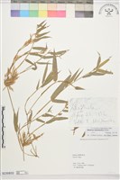 藏品(刺竹、鬱竹)的圖片