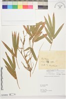 藏品(蓬萊竹、孝順竹、觀音竹)的圖片