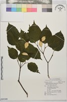 藏品(四照花)的圖片